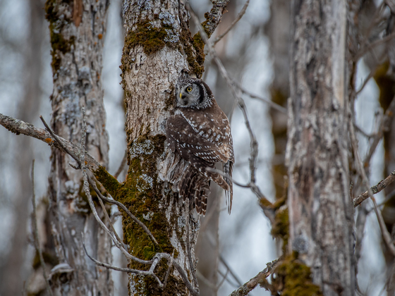 Camouflaged Northern Hawk Owl