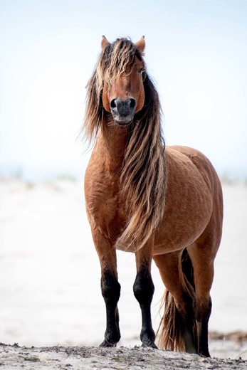 Stunning Wild Stallion on Sable Island 