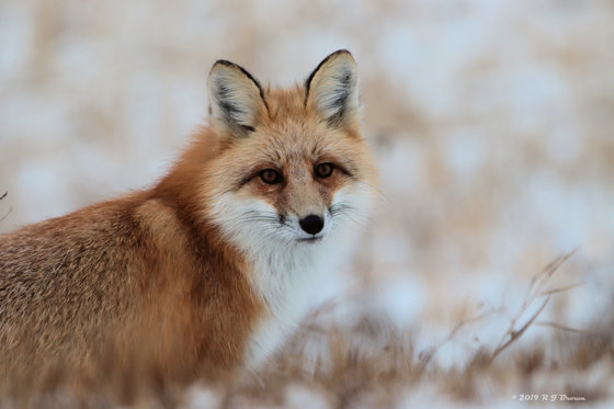 RED FOX on the hunt
