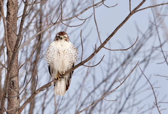 Juvenile Red-tailed Hawk