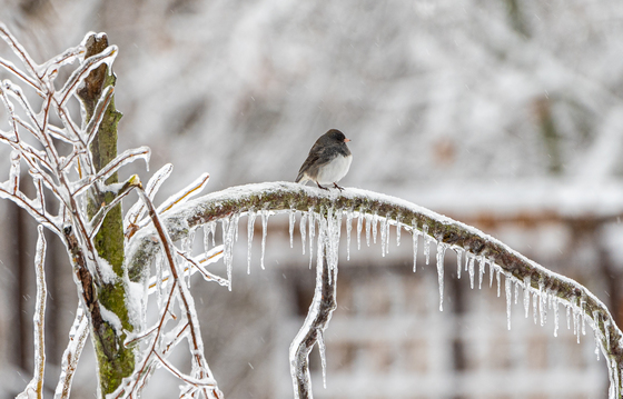 The Junco and the Ice Storm