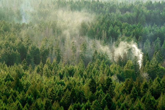 Smoky Forest