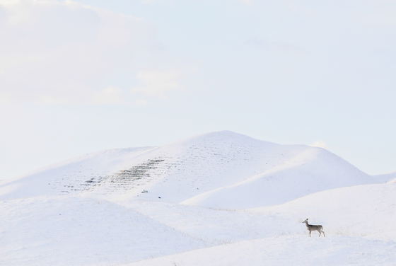 White Hills Deer
