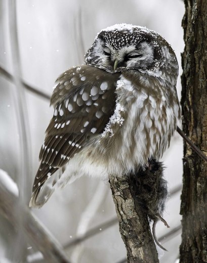Sleeping Boreal Owl
