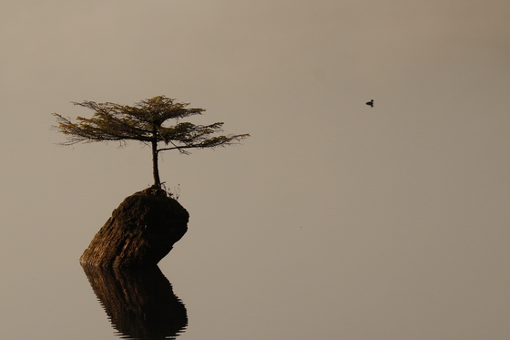 Lonely Tree and Duck