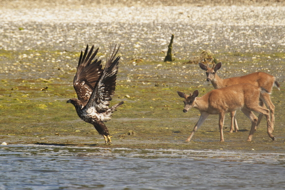 Deer vs. Eagle