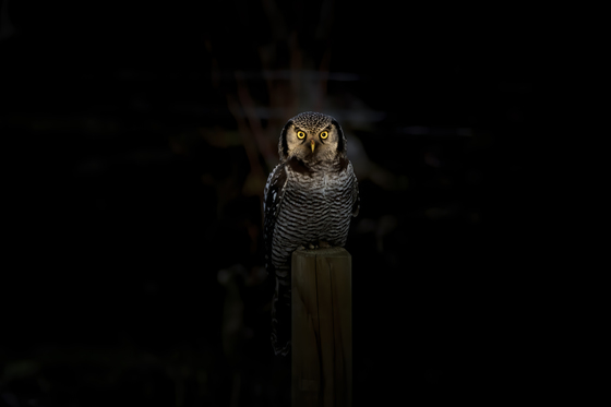 Spooky Northern Hawk Owl