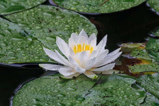 Water Lilly in the Rain