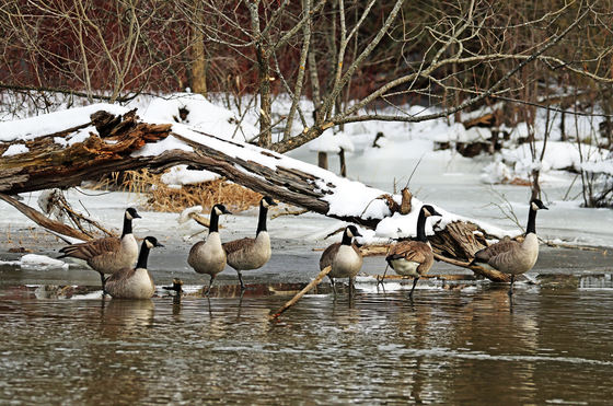 Canada Geese In Winter