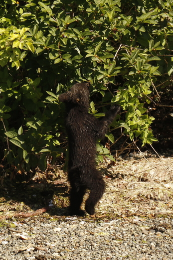 Reaching Bear Cub