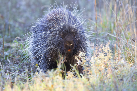 Curious Porcupine