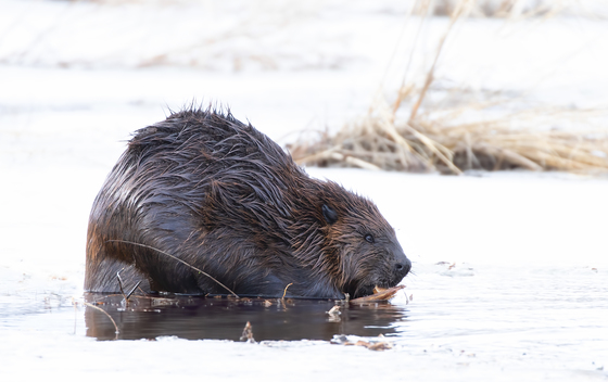 Beaver on the pond