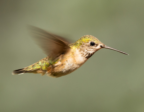 Hummingbird hover