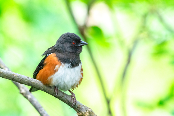 SPOTTED TOWHEE