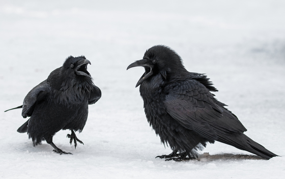 Winter Ravens
