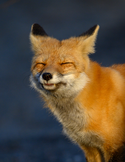 The Smiling Fox