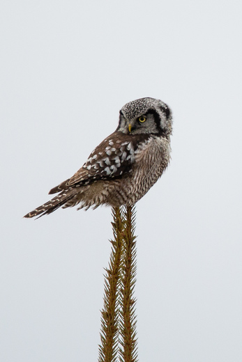 Northern Hawk Owl on Stilts