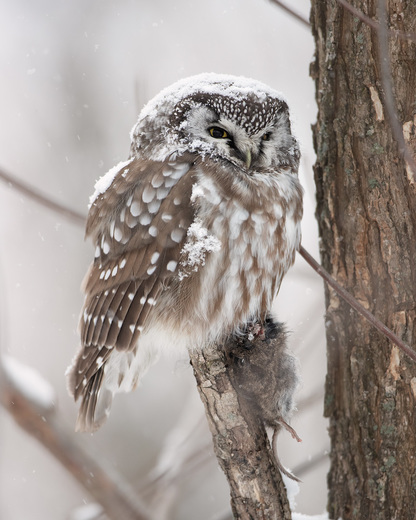Owl and snow