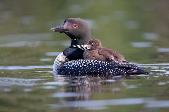 Common loon with the baby