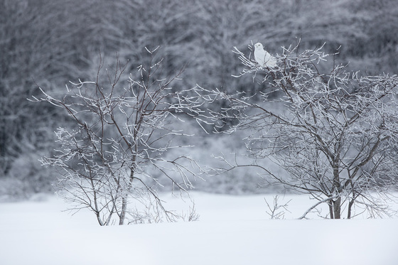 Snowy owl in the winter 