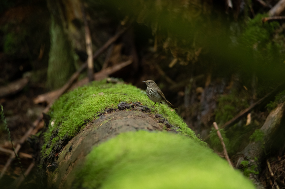 a bicknell's thrush in the rain forest