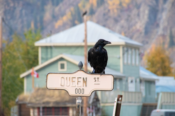 Raven on Queen