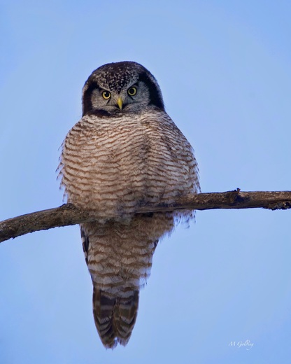 Northern Hawk Owl.    Piercing glare