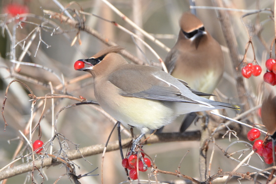Waxwings eating red berry