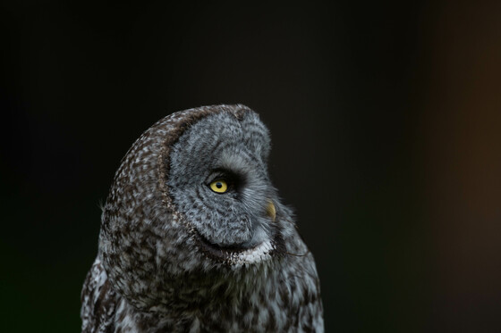 Great Grey Owl Headshot
