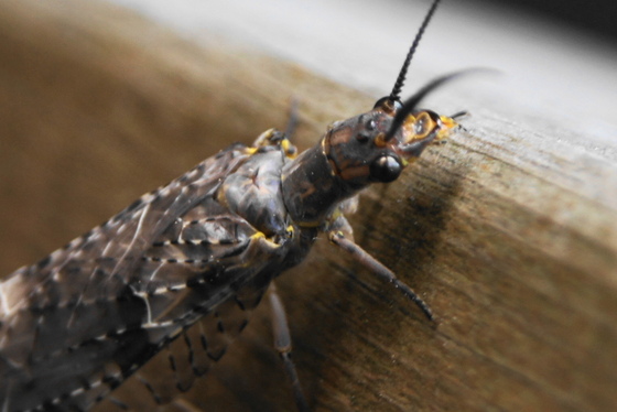 Dobsonfly - details and colors