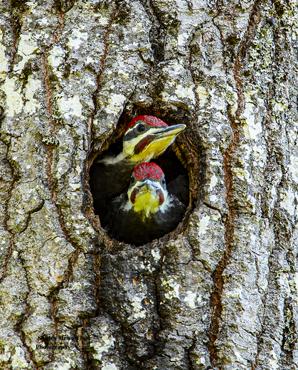 Young Pileated Woodpeckers