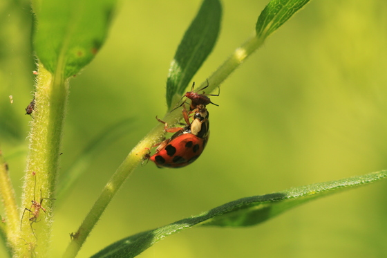 Ladybug eating an Aphid
