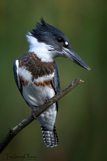 belted Kingfisher