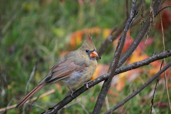 Northern Cardinal (and the less fortunate)