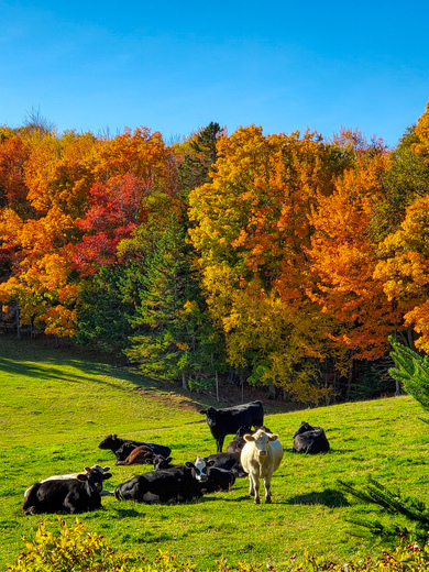 Holly Cow's....In Heavenly Autumn Pasture 🍂 