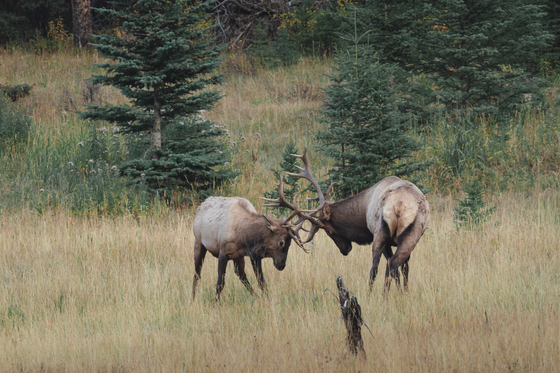 Elk duel in Banff National Park