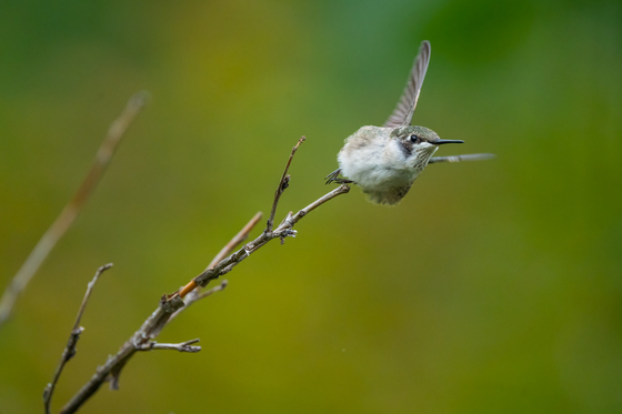 Ruby Throated Hummingbird Launch