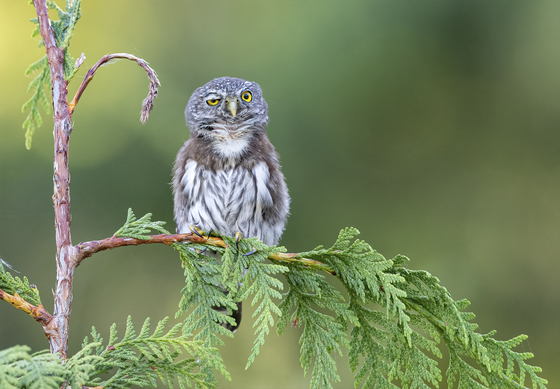 Rough night for this Northern Pygmy Owl 