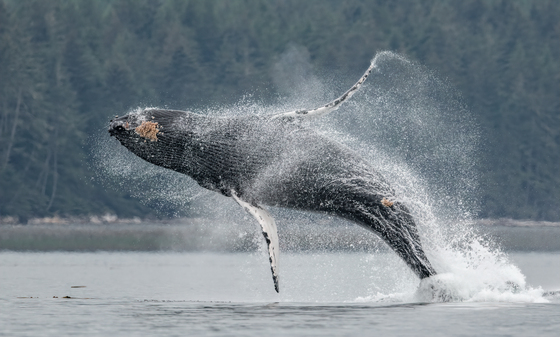 Humpback Whale Breaching 