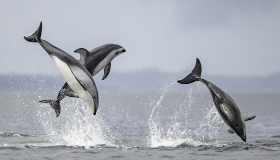 Energetic Dolphins 