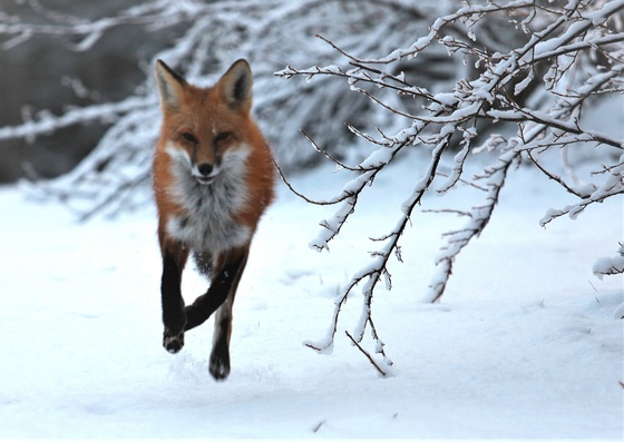 Fox's First Snowfall 