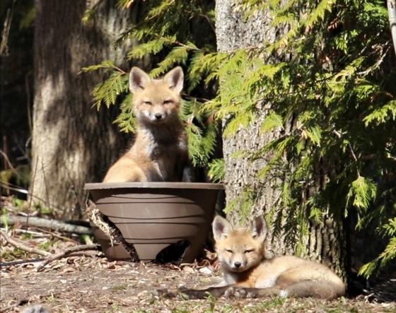 Blooming Fox