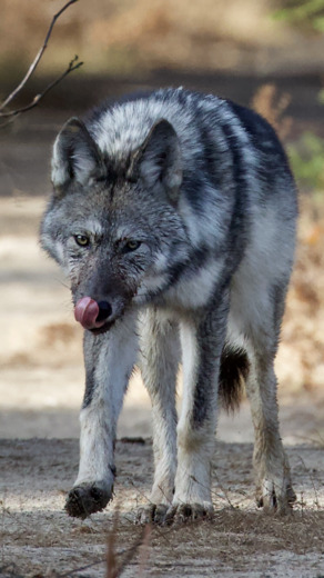 Eastern Algonquin Wolf