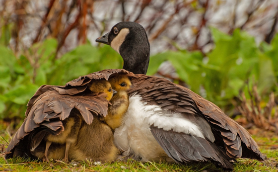 Canada Goose Family 6