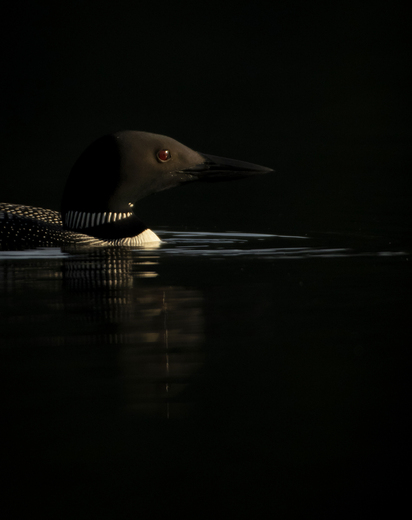 Loon in the shadows