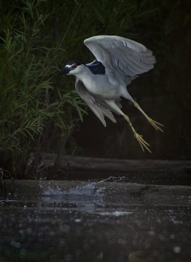 Night Heron Take-Off