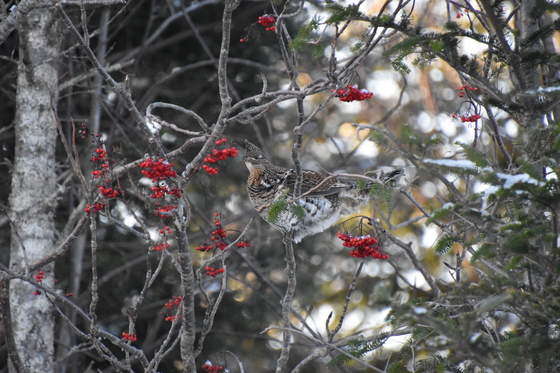 Partridge in a Mountain Ash tree