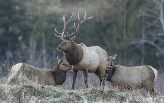Roosevelt bull elk and is harem 