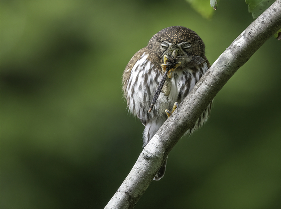 Northern Pygmy Owl signing me a tune 