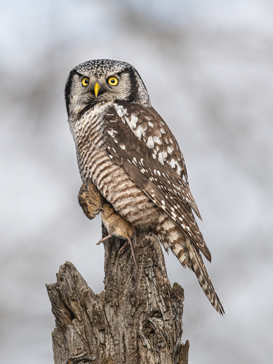 Northern Hawk Owl with a mouse catch